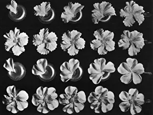 Cake design, flower making, Petunia, Wild Rose