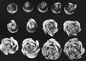 Cake design, flower making. The Rose Cake design, flower making. The Rose