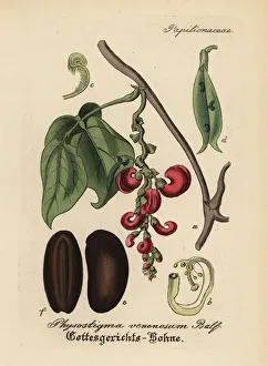 Calabar bean or ordeal bean, Physostigma venenosum Calabar bean or ordeal bean, Physostigma venenosum