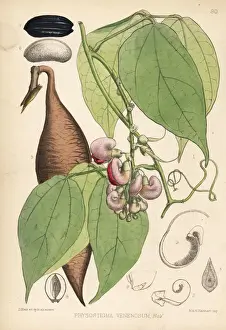 Calabar bean or ordeal bean, Physostigma venenosum