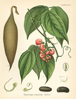 Calabar bean or ordeal bean, Physostigma venenosum