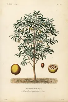 Calabash nutmeg, Monodora myristica