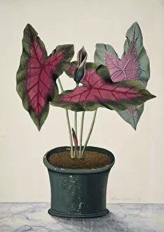 Araceae Gallery: Caladium bicolor, caladium