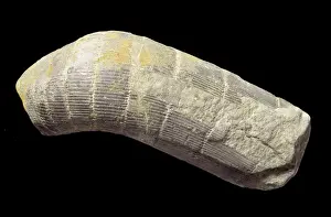Polypodiophyta Prints: Calamites sp. giant horsetail trunk