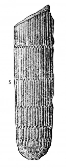 Calamites suckowi (Brongniart) Calamites suckowi (Brongniart)