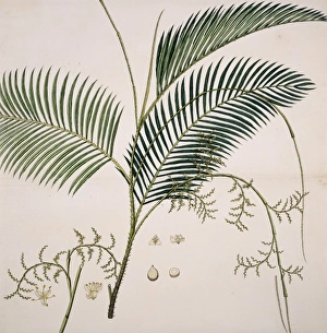 Commelinid Collection: Calamus rotang, rattan palm