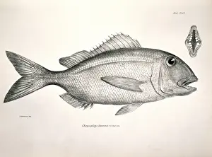 Calamus Prints: Calamus taurinus, Galapagos porgy