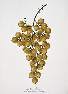 Aurantiaceae Collection: Calamus viminalis, rattan fruit