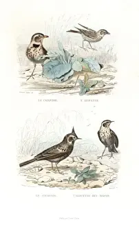 Ornithology Prints: Calandra lark, skylark, crested lark and marsh lark