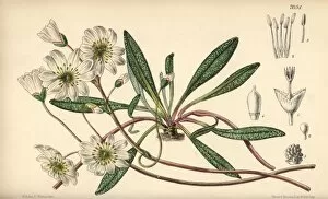 Oregon Collection: Calandrinia oppositifolia, white flower native