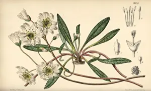 Oregon Prints: Calandrinia oppositifolia, white flower native