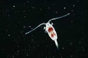 Planktonic Collection: Calanoid, planktonic copepod