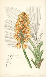 Calanthe pulchra orchid