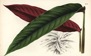 Maranta Gallery: Calathea nigrocostata