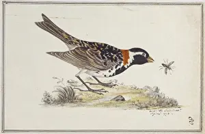 Calcariidae Prints: Calcarius lapponicus alascensis, Lapland longspur