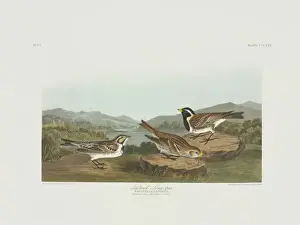Lapland Prints: Calcarius lapponicus, Lapland longspur