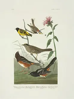 Emberizidae Prints: Calcarius ornatus Carduelis magellanica Zonotrichia atricapi
