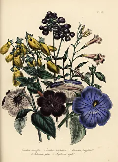 Spreading Gallery: Calceolaria and achimenes species