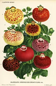 Calceolaria Prints: Calceolaria archnoidea varieties