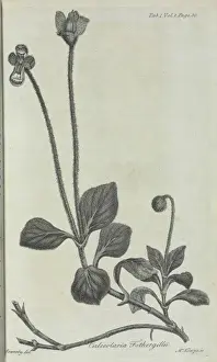 Hortus Prints: Calceolaria fothergillii, William Aiton, 1789