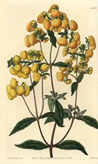 Sydenhamedwards Prints: Calceolaria integrifolia