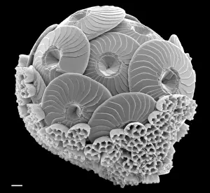 Haptophyte Prints: Calcidiscus leptoporus and Syracolithus quadriperforatus, co