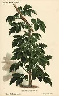 Calea pinnatifida
