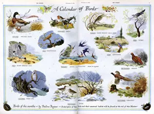 Feb18 Gallery: A Calendar of Birds by Pauline Baynes