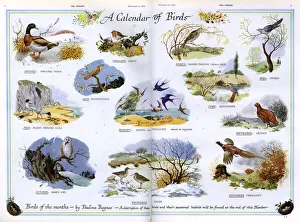 Feb18 Gallery: A Calendar of Birds by Pauline Baynes