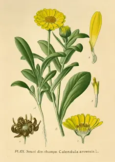 Calendula Arvensis