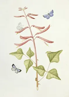 Abbot Prints: Calestrina argolus, holly blue butterfly