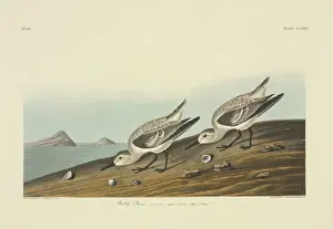 Wader Prints: Calidris alba, sanderling