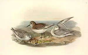 Calidris alba, sanderling