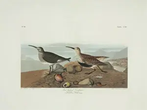 Streaked Prints: Calidris alpina, dunlin