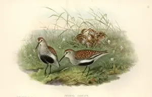 Calidris alpina, dunlin