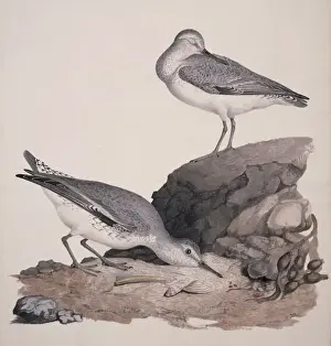 Knot Prints: Calidris cantus, red knot