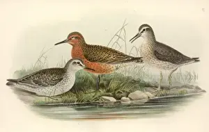 Calidris canutus, red knot