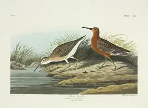 Wader Prints: Calidris ferruginea, curlew sandpiper