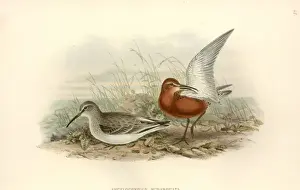 Calidris ferruginea, curlew sandpiper