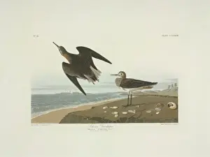 Sandpiper Prints: Calidris fuscicollis, white-rumped sandpiper