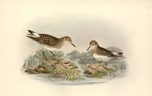 Calidris fuscicollis, white-rumped sandpiper