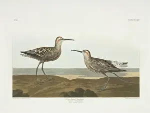 Sandpiper Prints: Calidris himantopus, stilt-sandpiper