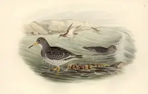 Calidris maritima, purple sandpiper