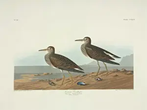 Sandpiper Prints: Calidris melanotos, pectoral sandpiper
