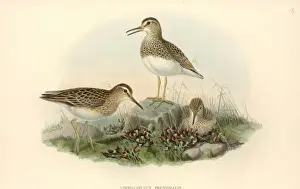 Calidris melanotos, pectoral sandpiper