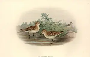 Charadriiformes Prints: Calidris minuta, little stint