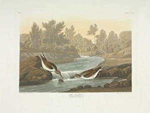 Calidris minutilla, least sandpiper Calidris minutilla, least sandpiper