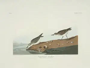 Wader Prints: Calidris pusilla, semipalmated sandpiper