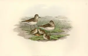 Calidris Prints: Calidris temminckii, Temmincks stint