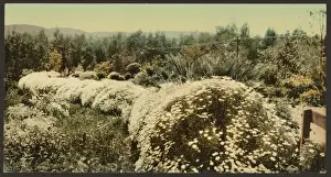 Pasadena Prints: California. Border of Margharitas, Pasadena